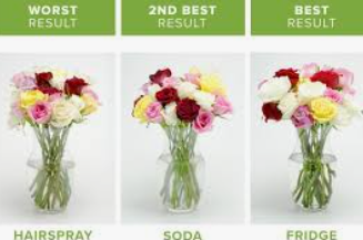 How to Care for Fresh Flowers: Tips to Make Your Bouquets Last Longer