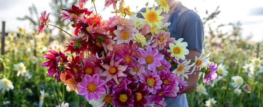 How to Grow Dahlias from Seed