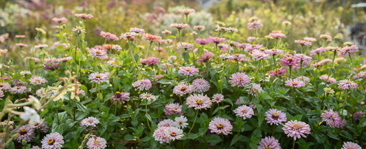 How to Grow Zinnias